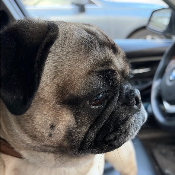 pugginspice